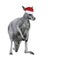 Male kangaroo in Christmas hat isolated on white background