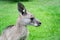 Male kangaroo close up portrait in the bush. Australian wildlife marsupial animal