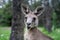 Male kangaroo close up portrait in the bush. Australian wildlife marsupial animal