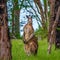 Male kangaroo in the forest