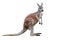 Male kangaroo isolated on white background. Big kangaroo full lengths