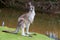 Male kangaroo standing near a lake