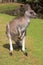 Male kangaroo standing near a lake