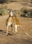 Male kangaroos fighting .