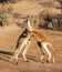 Male kangaroos fighting .