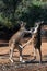 Male Kangaroos martial arts fight in Australia