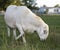 Male Katahdin sheep ram looking for grass to eat