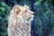 Male Katanga Lion Head Closeup