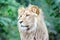 Male Katanga Lion Head Closeup