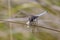 Male Keeled Skimmer dragonfly (Orthetrum coerulescens) eating a moth