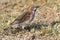 Male Kenya Rufous Sparrow - Passer rufocinctus