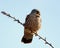 Male kestrel with feathers ruffled by wind