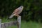 Male kestrel perched
