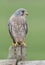 Male kestrel on a post