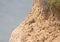 The male Kestrel sits on a high cliff