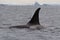 Male killer whale floating on a cloudy day in Antarctic