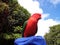 Male King Parrot