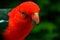 Male King Parrot Close Up