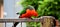 Male King Parrot on a Fence