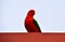 Male King Parrot on Roof