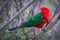 A male King Parrot taken in Sydney Australia