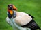 Male King Vulture Bird