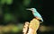 Male kingfisher.
