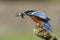 Male kingfisher on perch with fish