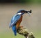 Male kingfisher on perch with two fish