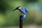 Male kingfisher perched and fishing