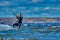 A male kiter slides on the surface of the water.