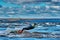 A male kiter slides on the surface of the water. Splashes of water fly apart.