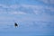 Male Kitesurfer grabing his board