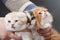 Male kitten scottish fold breed