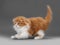 Male kitten scottish fold breed