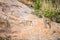 Male Klipspringer standing on rocks.