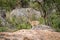 Male Klipspringer standing on rocks.