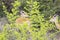 Male kob antelope standing in brush