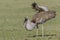 Male Kori Bustard, Breeding Plumage, Eating Lizard