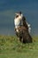 A male Kori Bustard displays at Ngorongoro crater, Tanzania