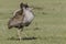 Male Kori Bustard, Foot Raised