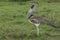 Male Kori Bustard, Strutting