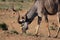 Male Kudu Antelope Eating