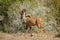 Male kudu in bush-veld