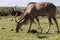 Male Kudu eating
