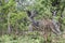 A male kudu grazing in the bush, Kruger National Park, South Africa.