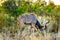 Male Kudu grazing in the drought stricken savanna area of central Kruger National Park