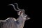 Male kudu isolated on a Black background, Kudu animal at African forest