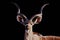 Male kudu isolated on a Black background, Kudu animal at African forest