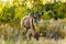 Male Kudu looking at the camera in the savanna area of central Kruger Park